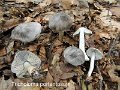 Tricholoma portentosum-amf1889-1